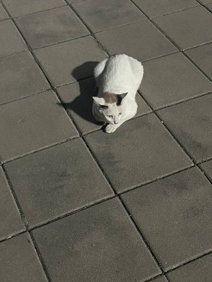 chat looking for friends  from Bangkok