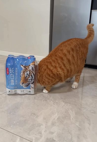 chat looking for friends 