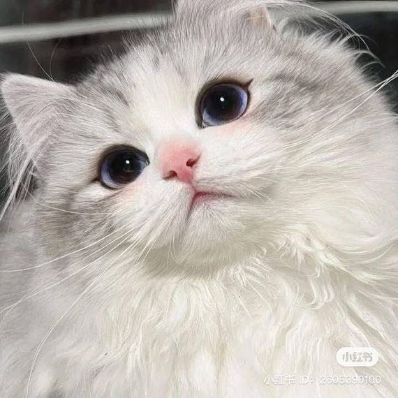 แชท โสด  ที่อยู่ กรุงเทพมหานคร