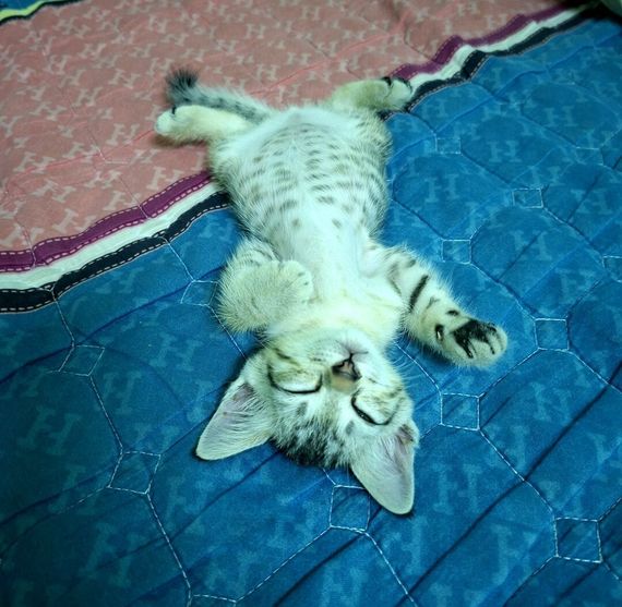 chat chat 