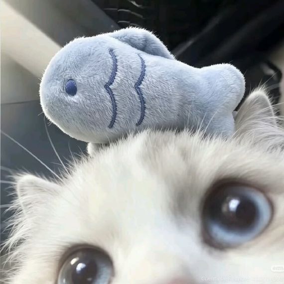 chat looking for friends