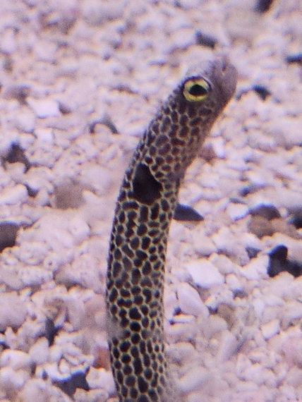 chat find love, chat 