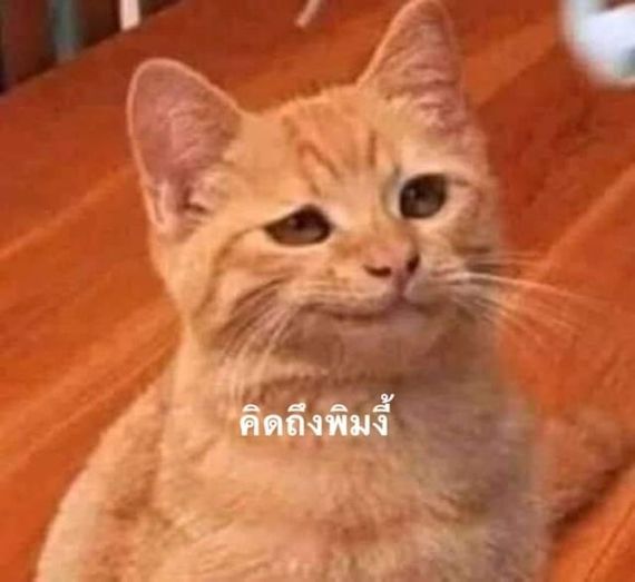 แชท หาเพื่อนคุย, โสด 
