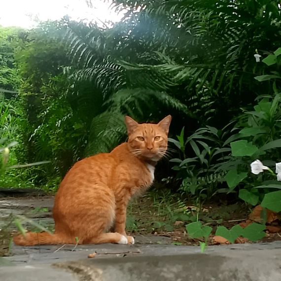 แชท หาเพื่อนคุย 