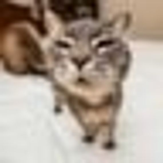 chat find line friends, camera chat 