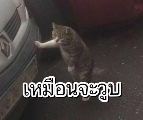 chat looking for friends 