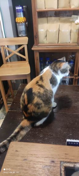 แชท หาแฟน, หาเพื่อนคุย 