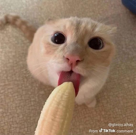 chat chat  from Samut Prakarn