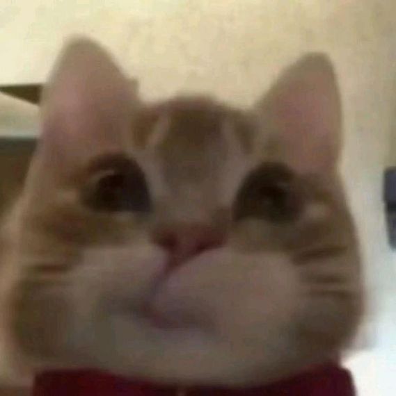 แชท หาเพื่อนคุย, โสด 