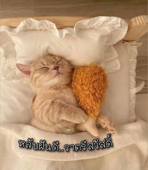 chat looking for friends 