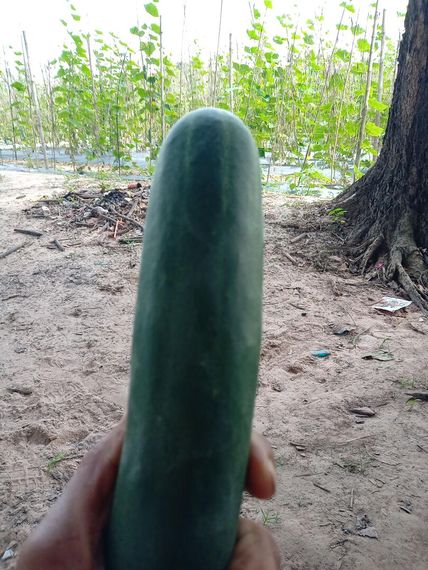 chat looking for friends 