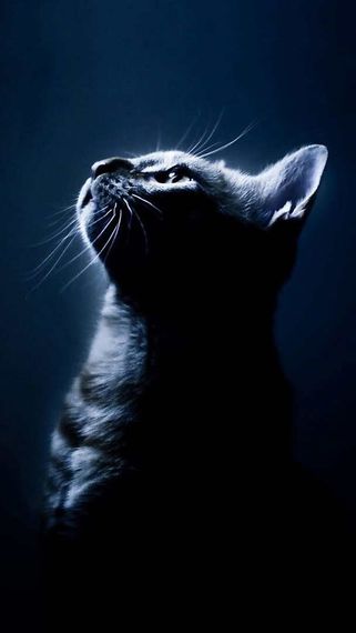 chat looking for friends 