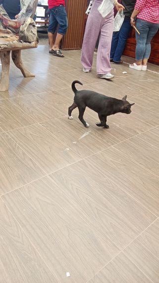 chat chat 