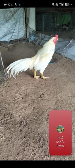 chat looking for friends 