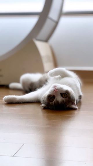 แชท โสด 