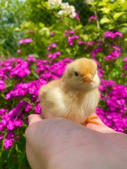 chat looking for friends 