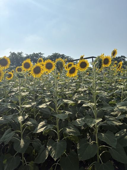 chat looking for friends 