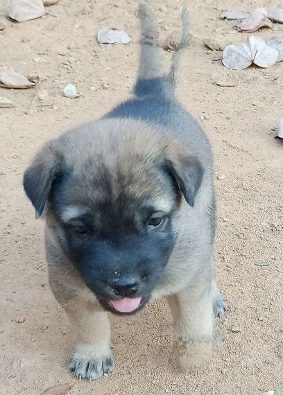 แชท โสด, แชทเปิดกล้อง 