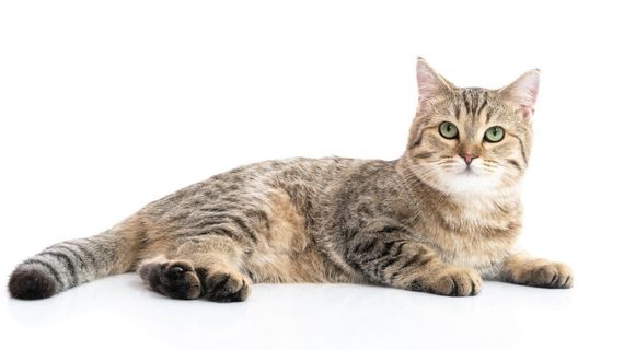 chat looking for friends 