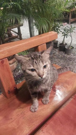 chat find love, chat  from Bangkok