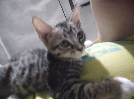 แชท หาเพื่อนคุย, หากิ๊ก 