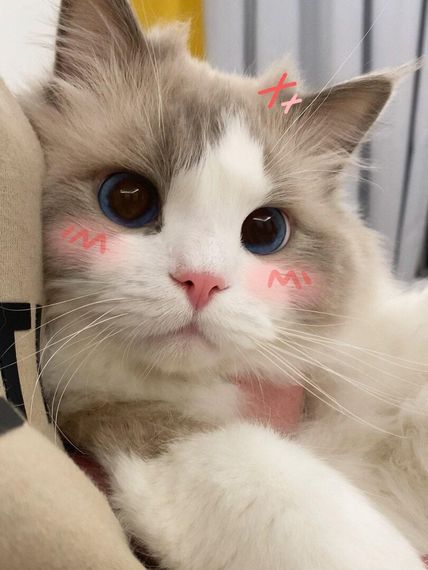 chat looking for friends 