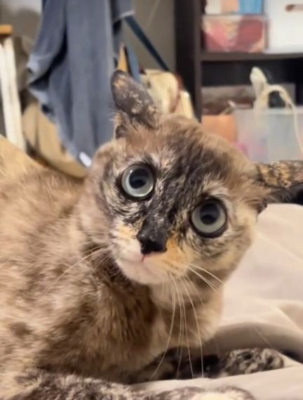 chat looking for friends 