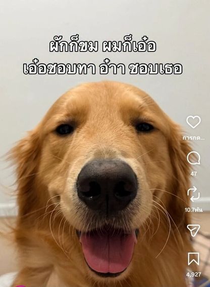 chat looking for friends