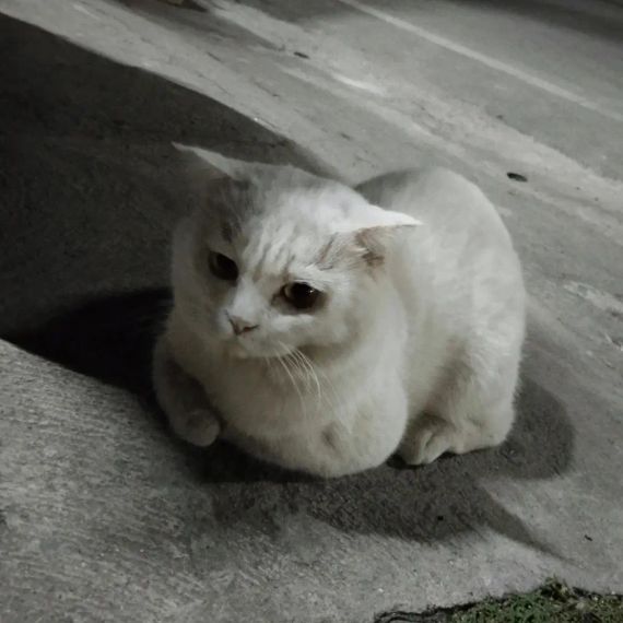 chat looking for friends 