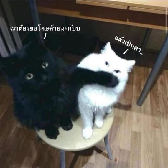 แชท หาเพื่อนคุย, หาเพื่อนไลน์  ที่อยู่  สมุทรสาคร