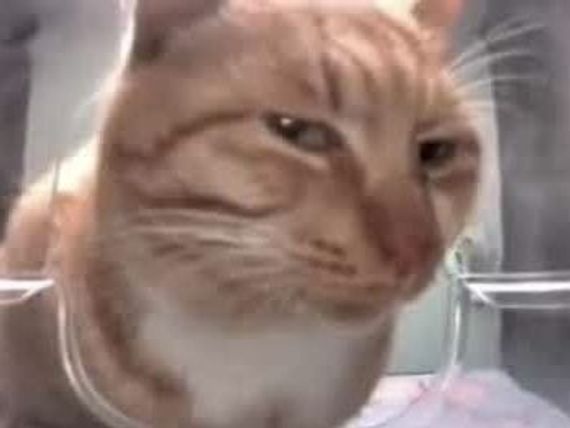 chat looking for friends 
