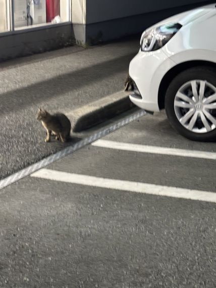 แชท หาเพื่อนคุย, โสด  ที่อยู่  ชลบุรี