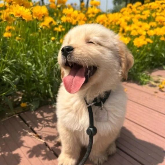 แชท หาแฟน  ที่อยู่  บุรีรัมย์