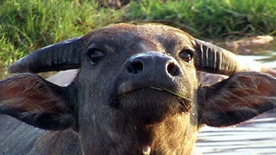 chat chat, find line friends  from Pathum Thani