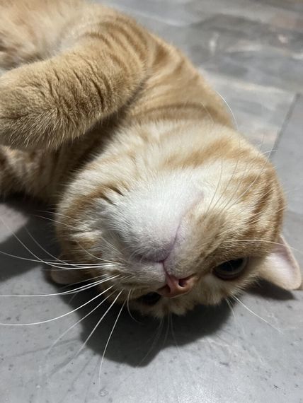 chat looking for friends 
