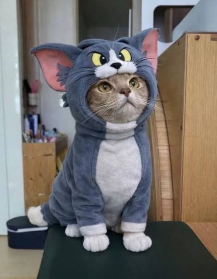 chat looking for friends 