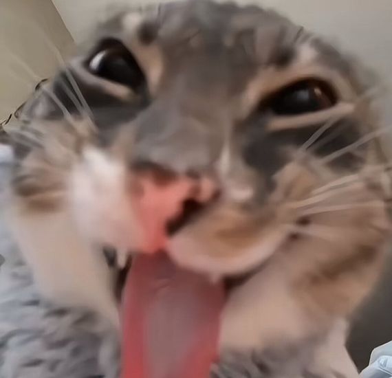 chat looking for friends 