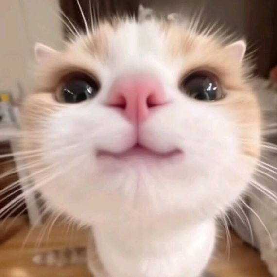 แชท หาเพื่อนคุย, โสด