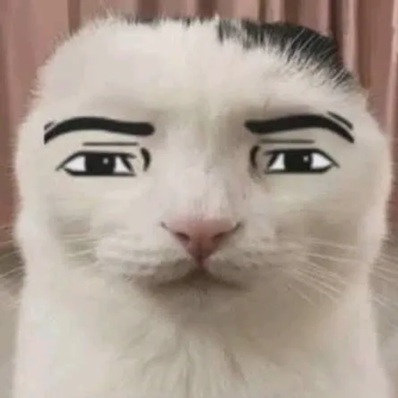 chat looking for friends 