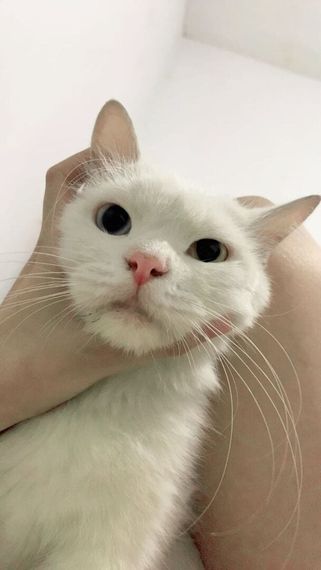 chat single, camera chat