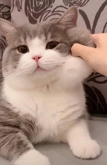 แชท หาเพื่อนคุย  ที่อยู่ กรุงเทพมหานคร