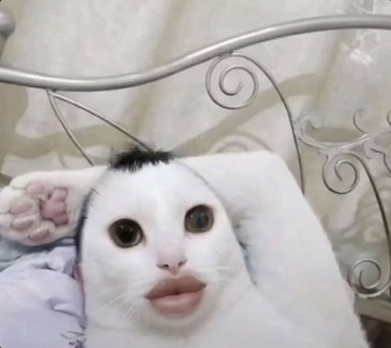 chat looking for friends