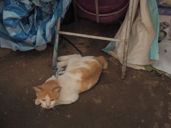 แชท หาเพื่อนคุย, หาเพื่อนเที่ยว 