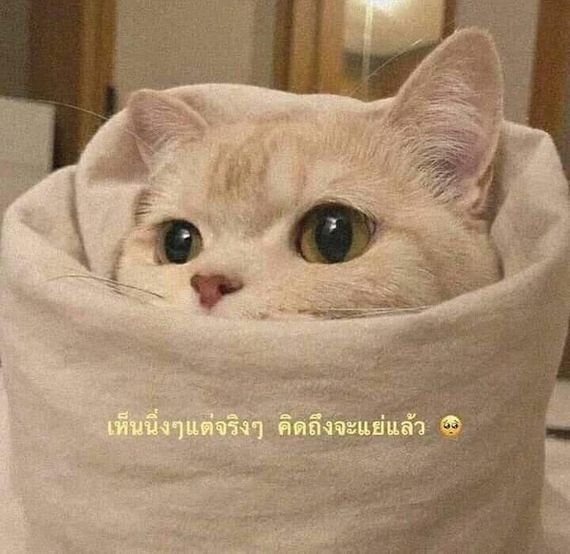 chat looking for friends 