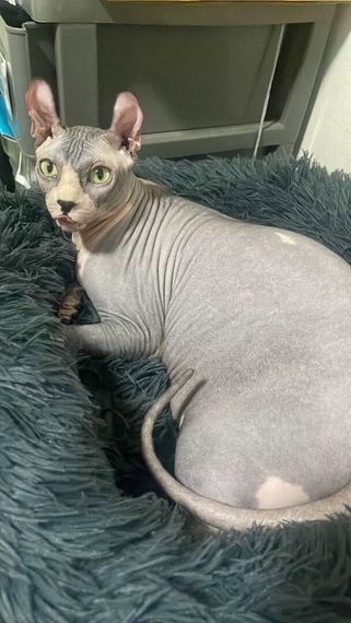 chat looking for friends 