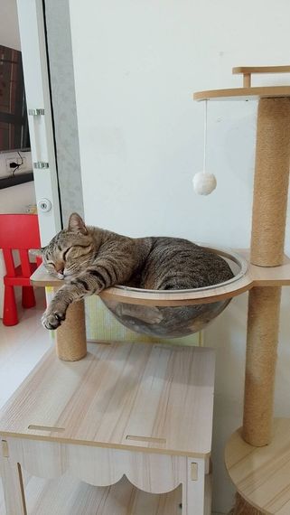 chat chat, hangout 
