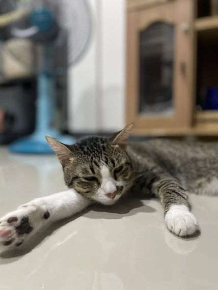 แชท หาเพื่อนคุย 