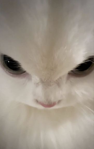 chat chat, pretend chat
