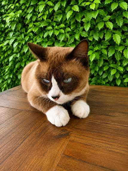 chat looking for friends 