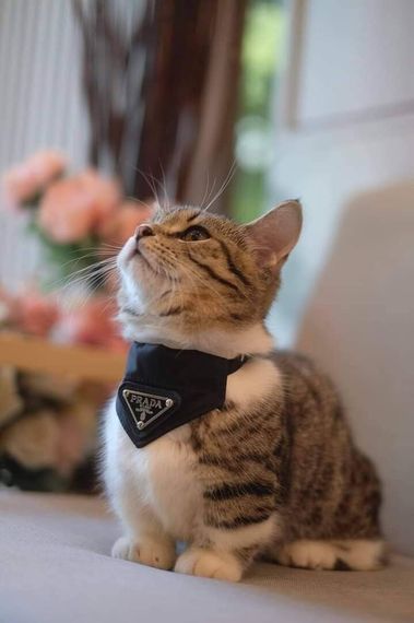 chat find love, chat 